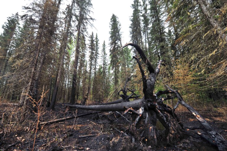 Alberta wildfire situation