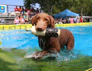 14th Annual Toronto Waterfront Festival Returns with a Splash