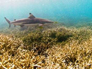 Discover a snorkelling haven with Cinnamon Nature Trails in Pigeon Island of Trincomalee in Sri Lanka