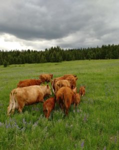 B.C. livestock join the wildfire fight