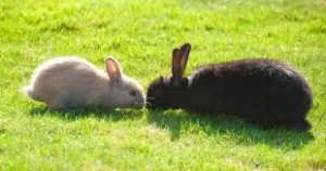 Rabbit virus confirmed in Vancouver