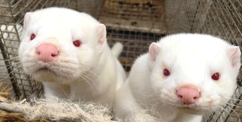 Alberta: Mink on second farm test positive for COVID-19